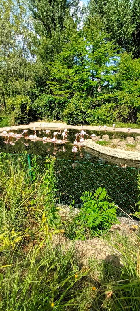 Lesser Flamingo Enclosure