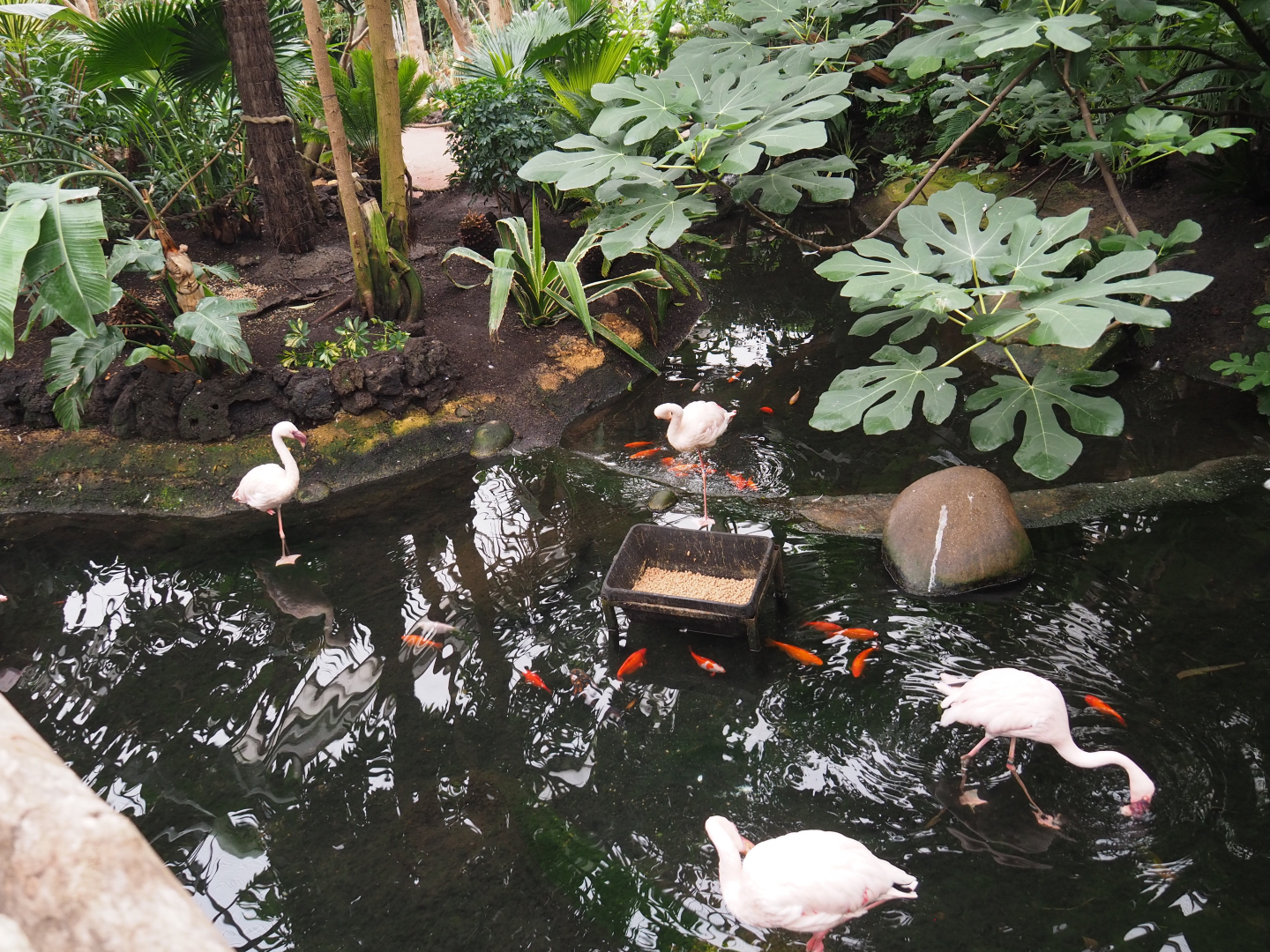 Lesser flamingo exhibit, 2020-09-03