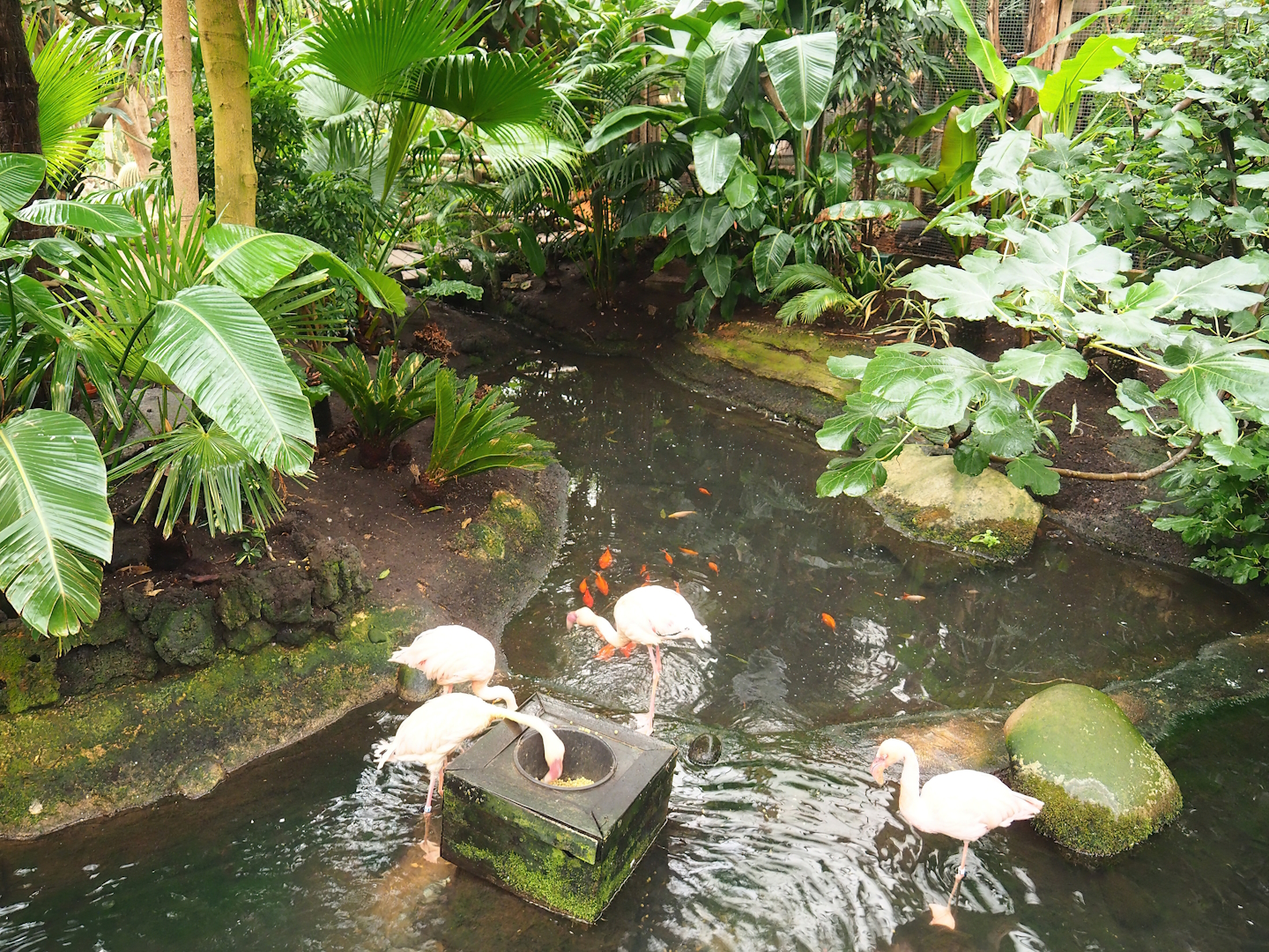 Lesser flamingo exhibit, 2023-10-13