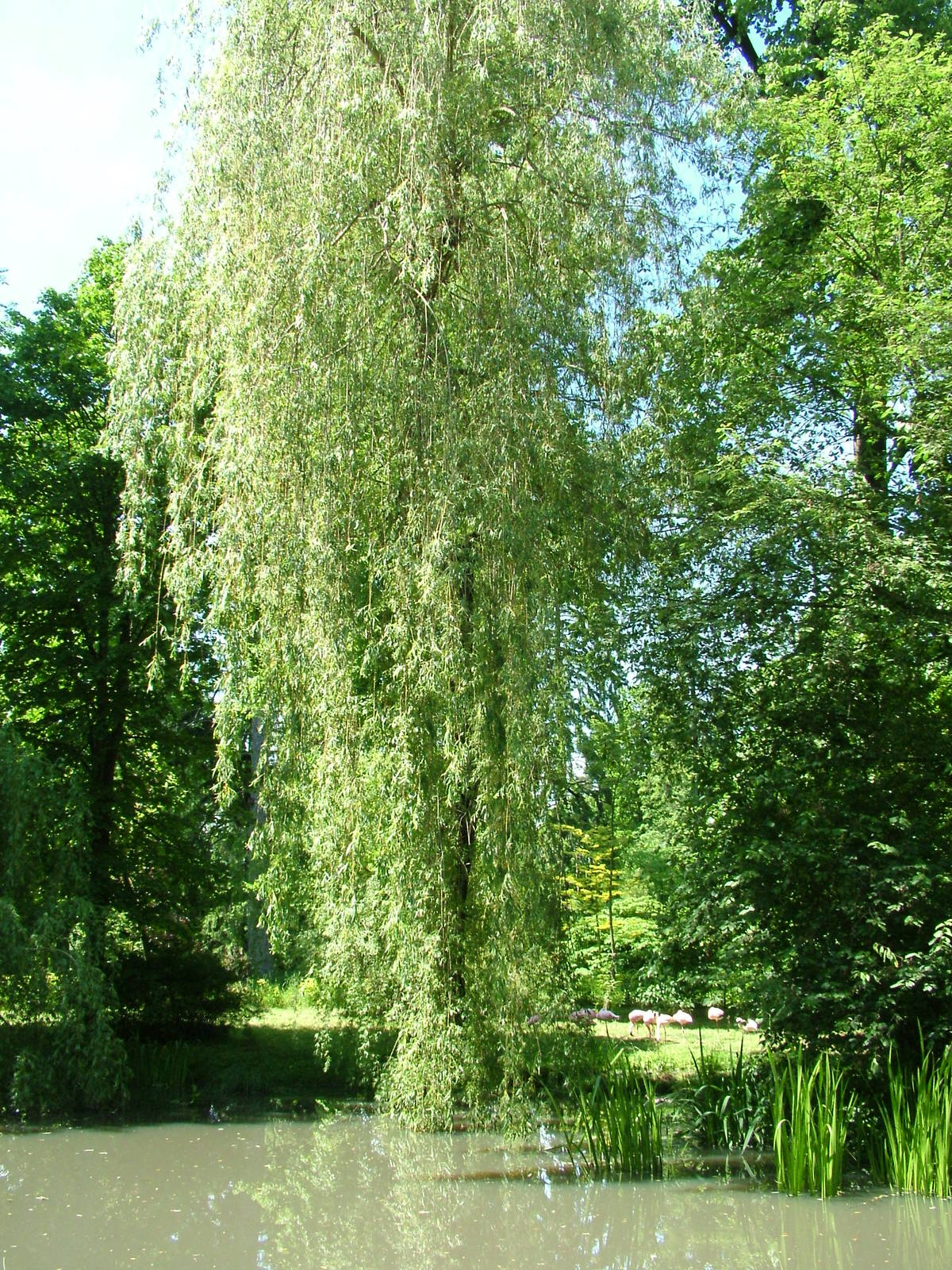 Lesser Flamingo exhibit at Zlin, 28/05/10