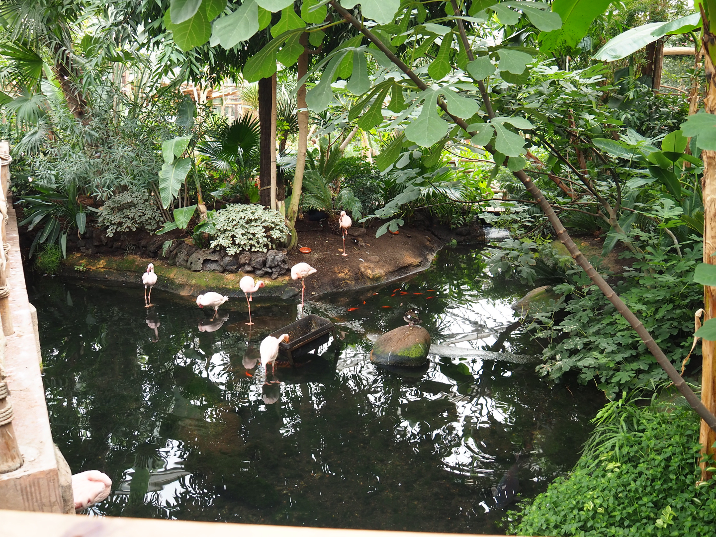 Lesser flamingo exhibit in the Oasis, 2019-10-05