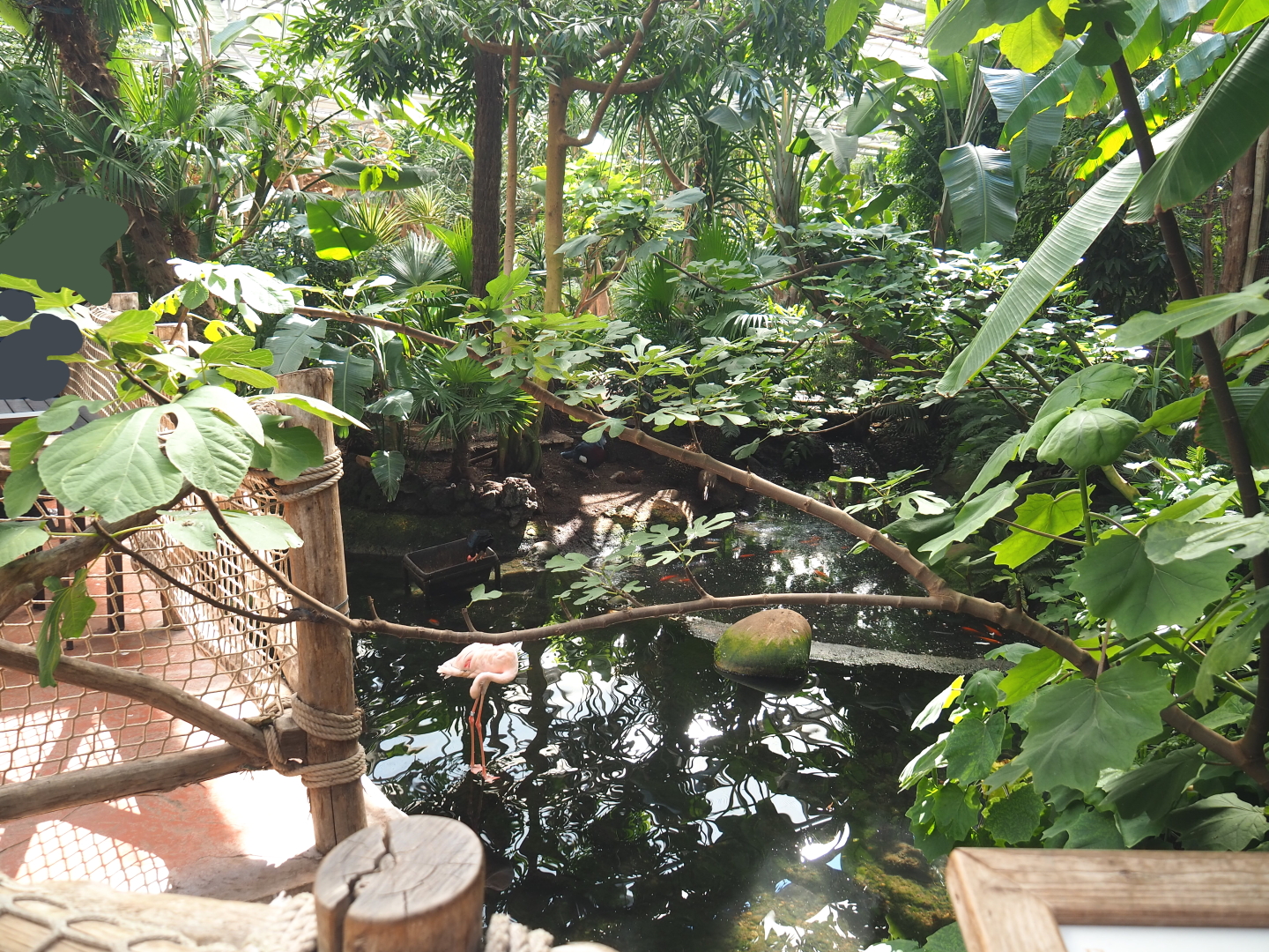 Lesser flamingo exhibit in the Oasis, 2021-09-03