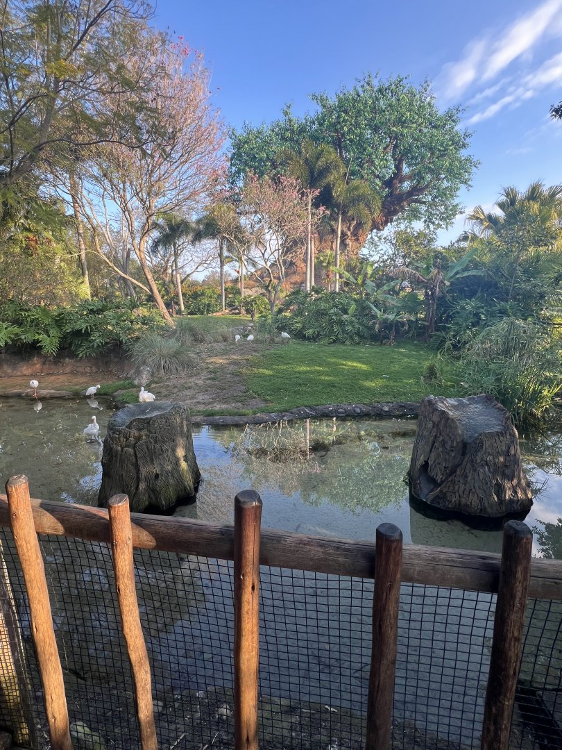 Lesser Flamingo Exhibit, with Kangaroo Exhibit in the background
