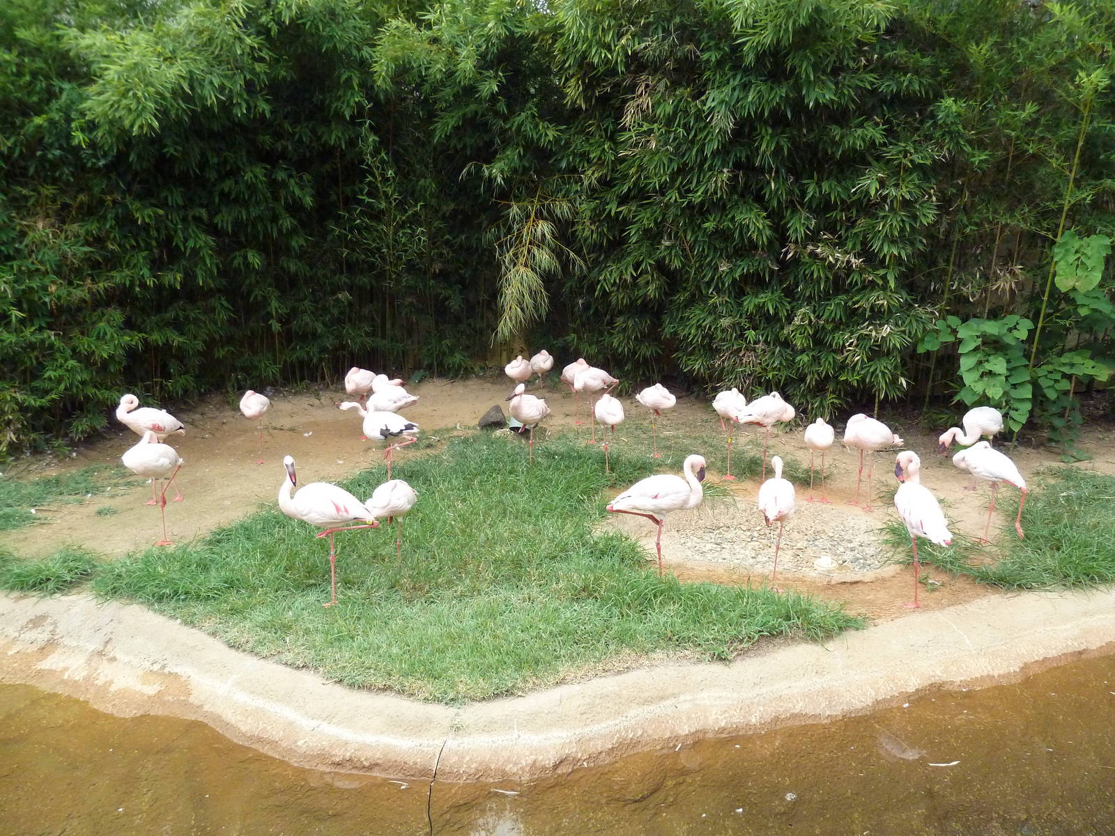 Lesser Flamingo Exhibit