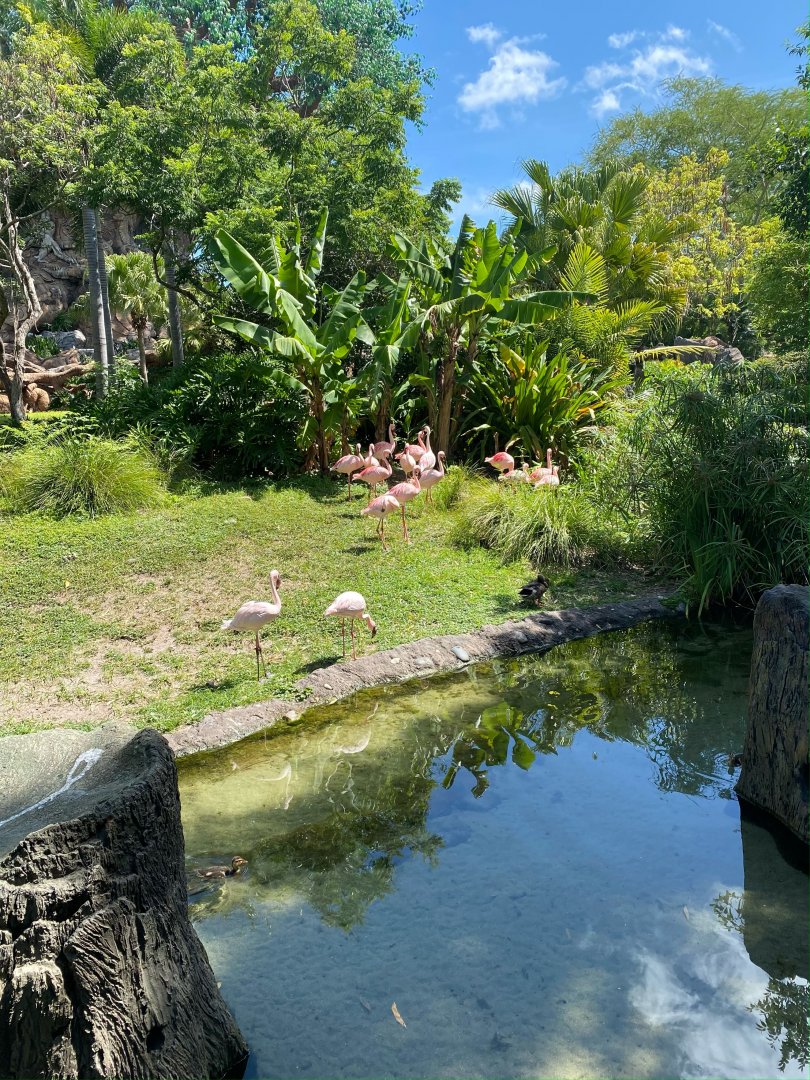 Lesser Flamingo Exhibit