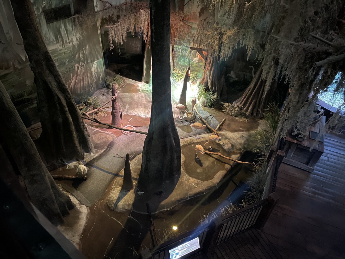 Lesser Flamingo Exhibit