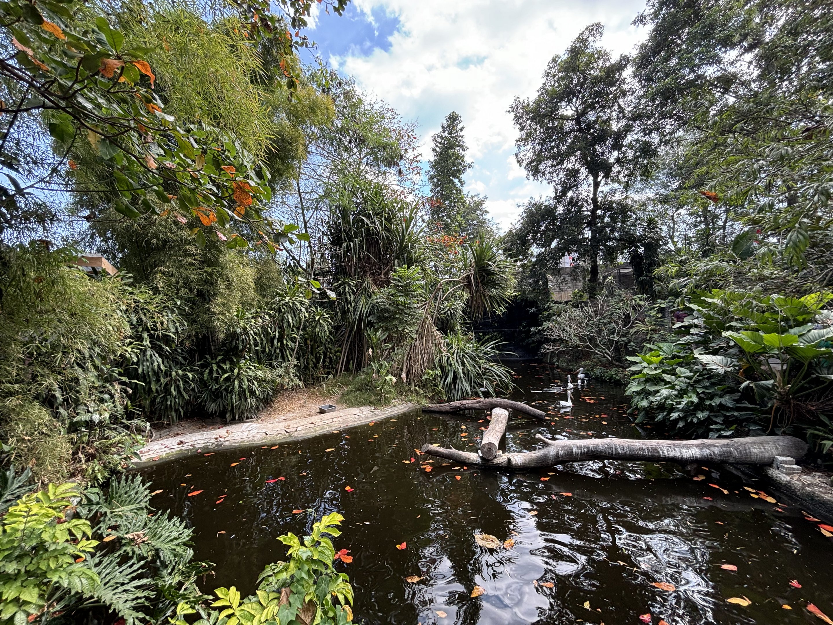 Lesser Flamingo Exhibit