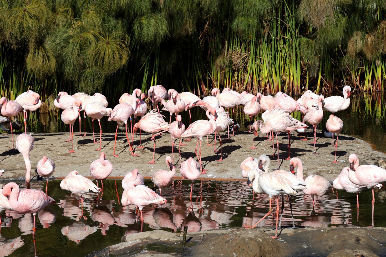 Lesser Flamingo Flock