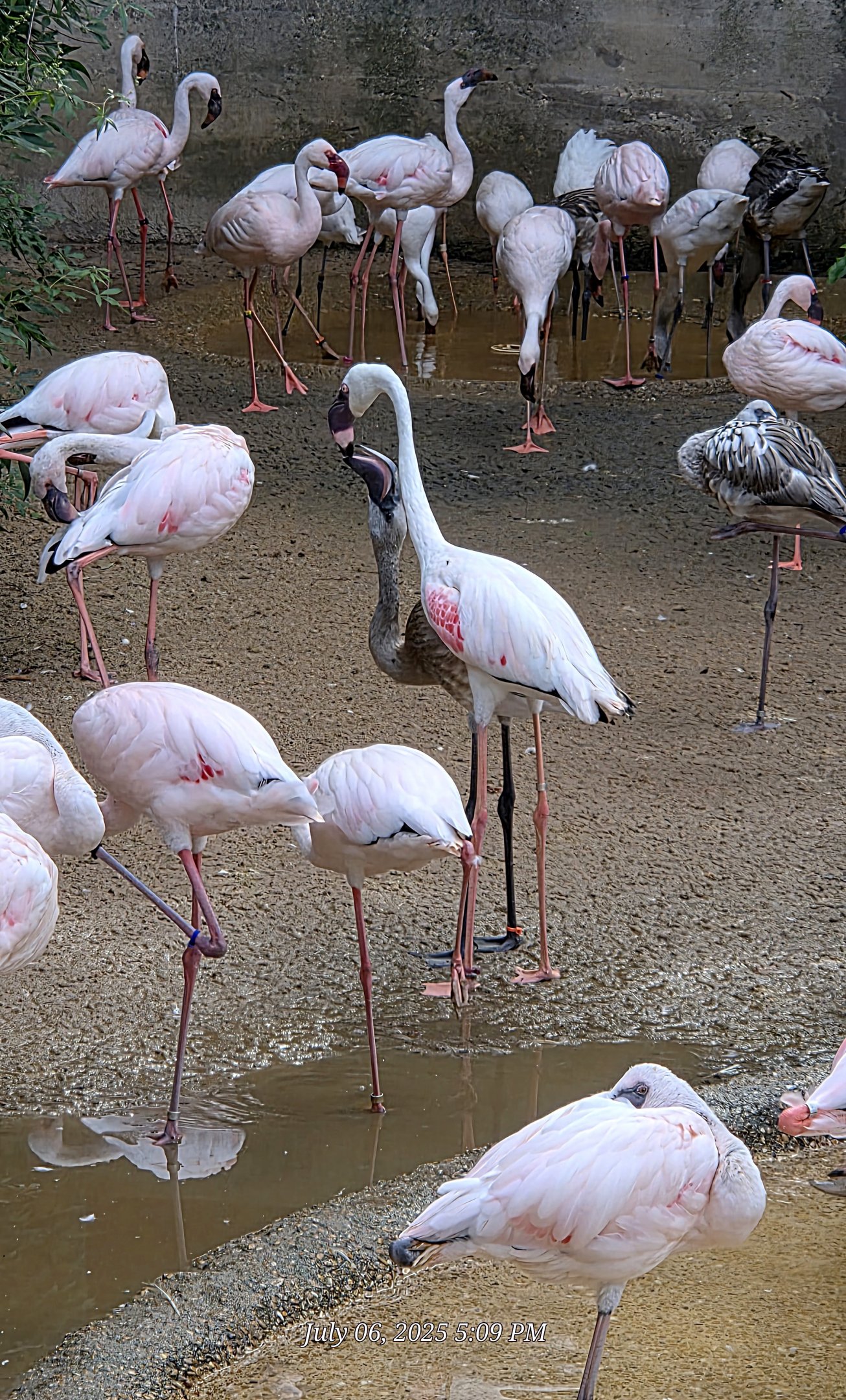 Lesser Flamingo - Fort Worth Zoo