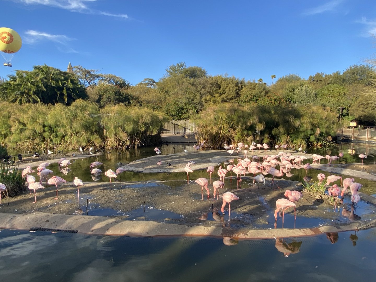 Lesser Flamingo Habitat - African Loop