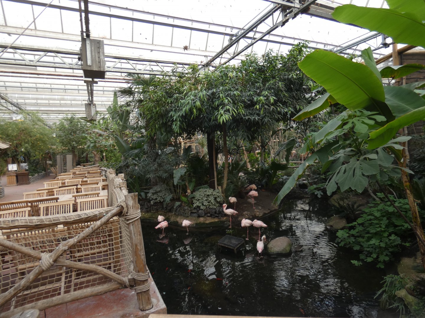 Lesser Flamingo in Oasis