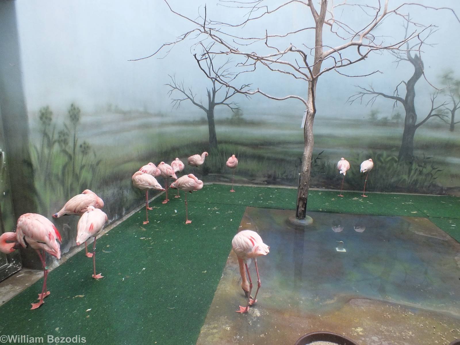 Lesser Flamingo Indoor Area