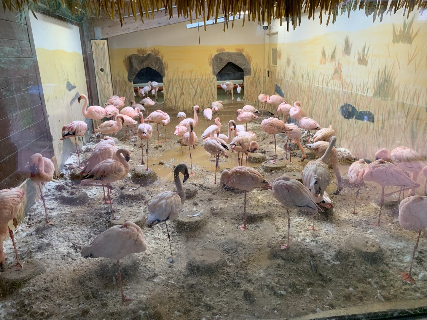 Lesser Flamingo indoor enclosure - Africa