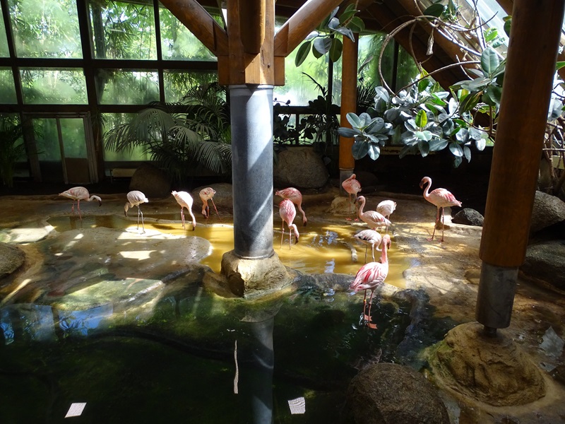 Lesser flamingo indoor enclosure