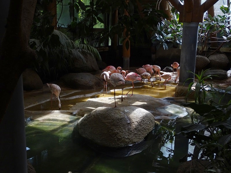 Lesser flamingo indoor enclosure