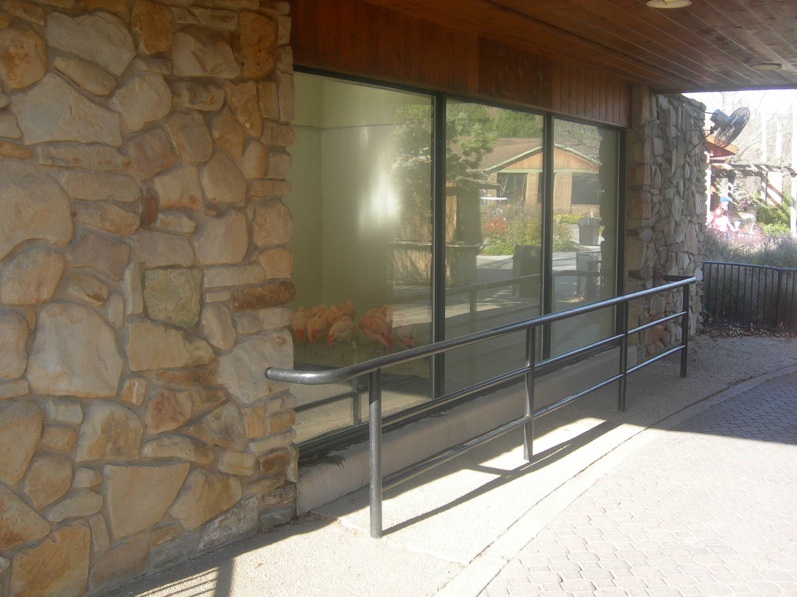 Lesser Flamingo Indoor Exhibit