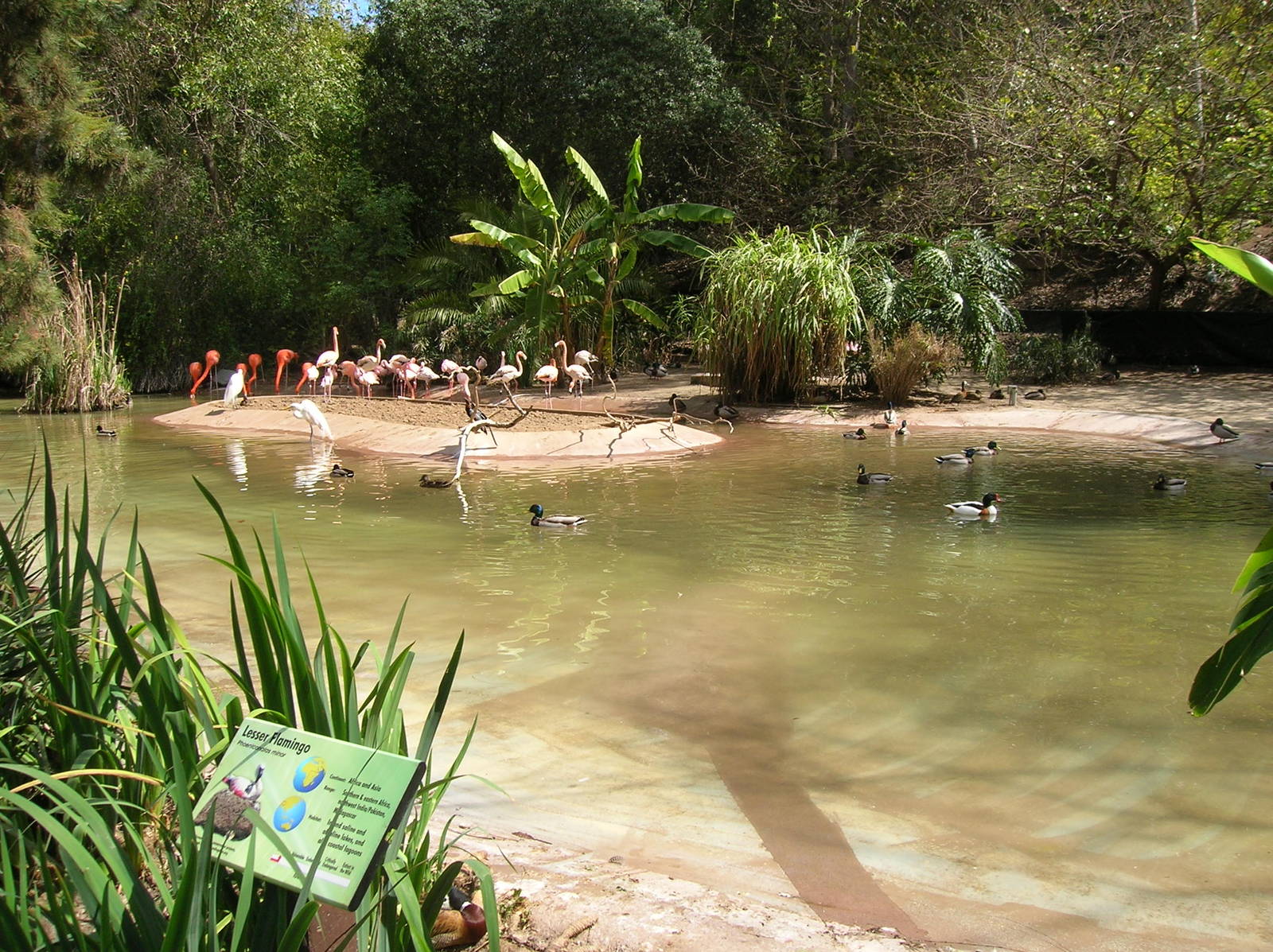Lesser Flamingo Lagoon 3-6-09