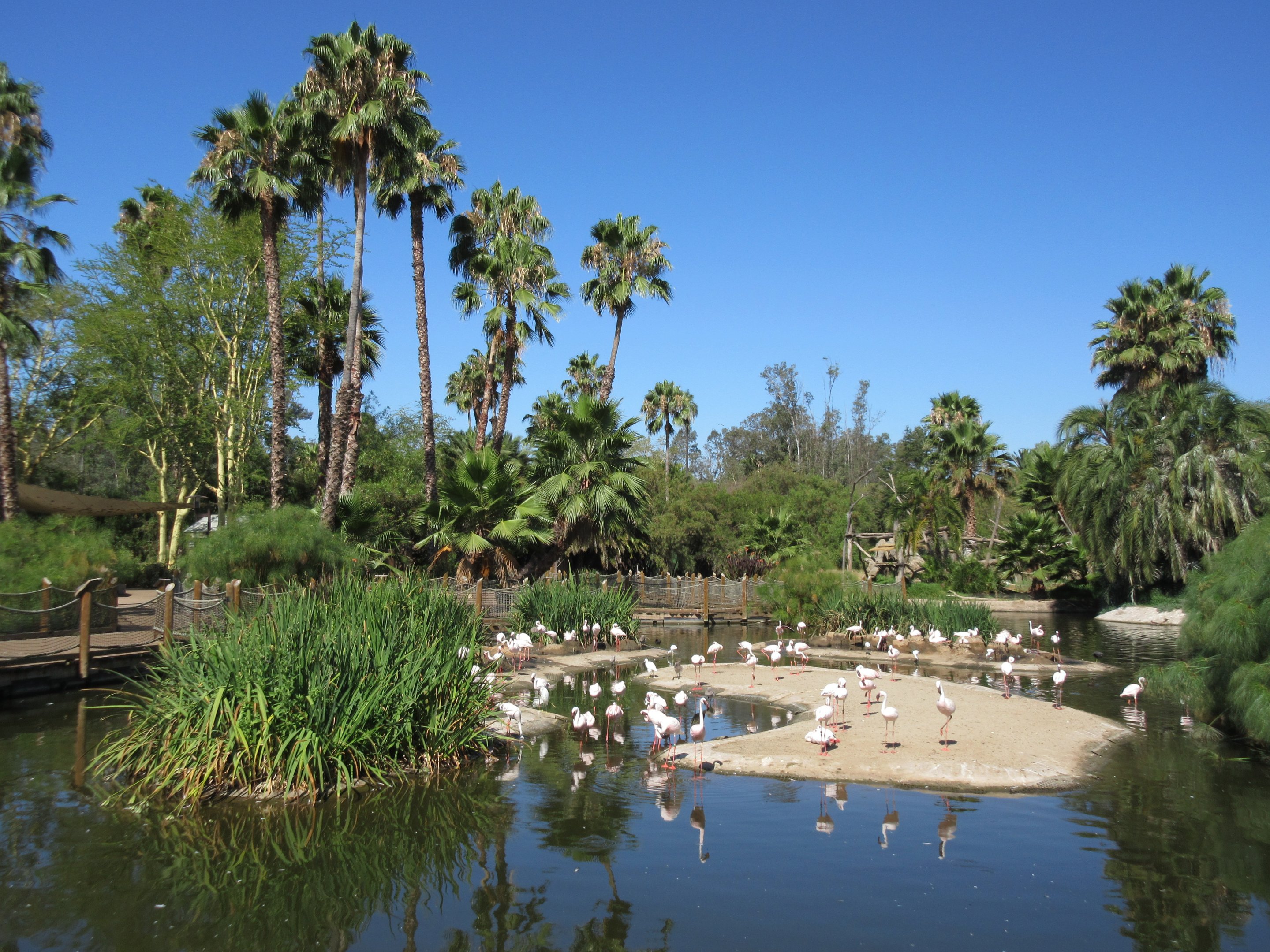 Lesser Flamingo Lagoon