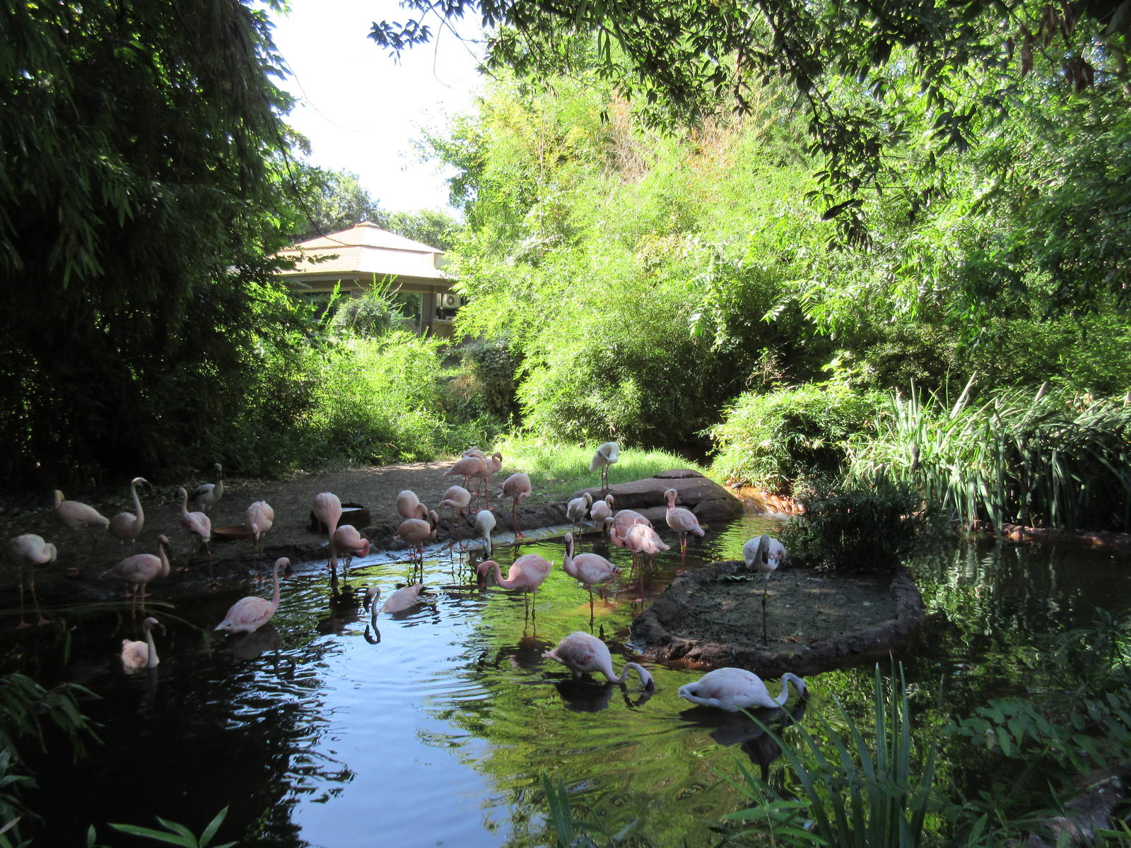 Lesser Flamingo/Marbled Teal Exhibit