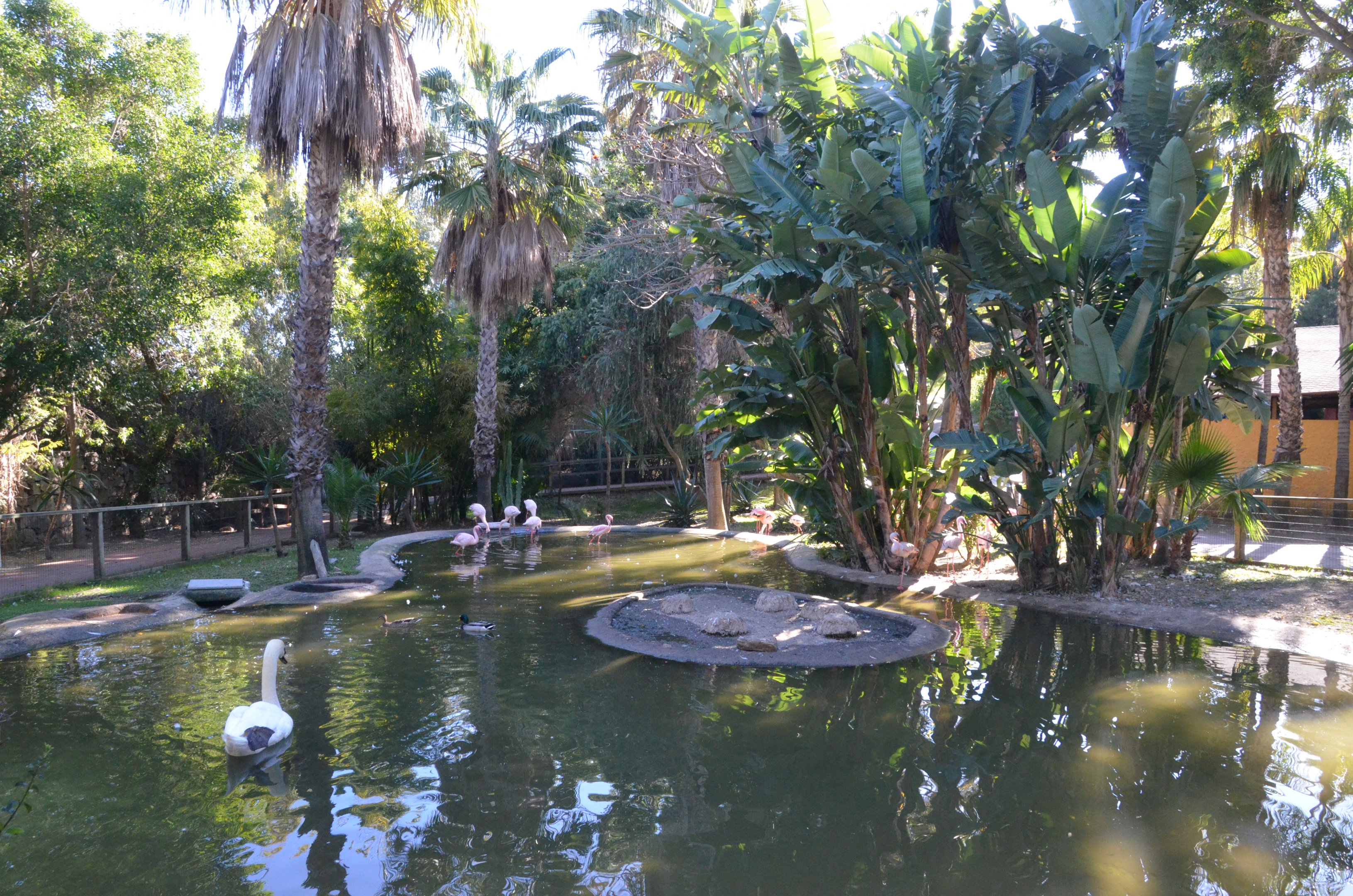 Lesser Flamingo/Mute Swan Enclosure at Selwo Aventura, 13/03/19