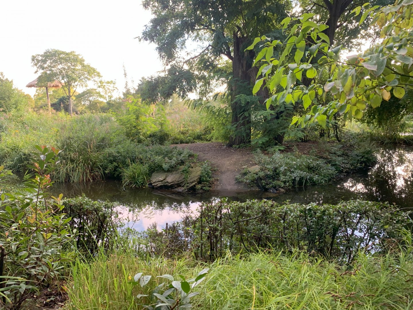 Lesser Flamingo outdoor enclosure - Africa