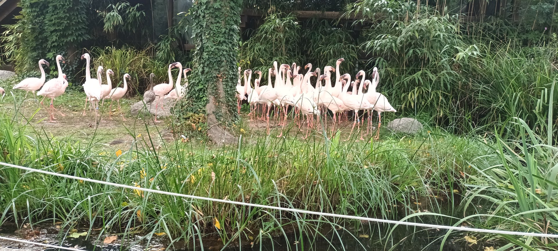 Lesser Flamingo outdoor Enclosure