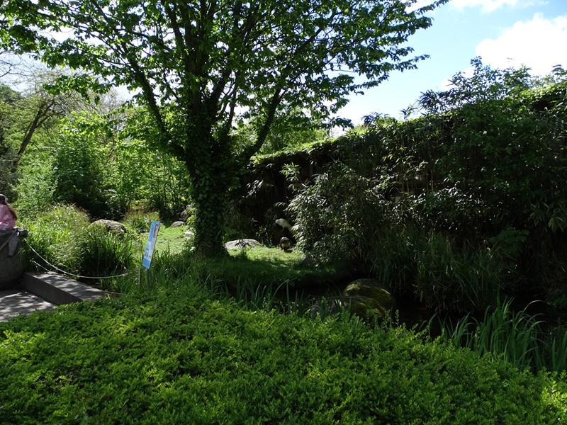 Lesser flamingo outdoor enclosure