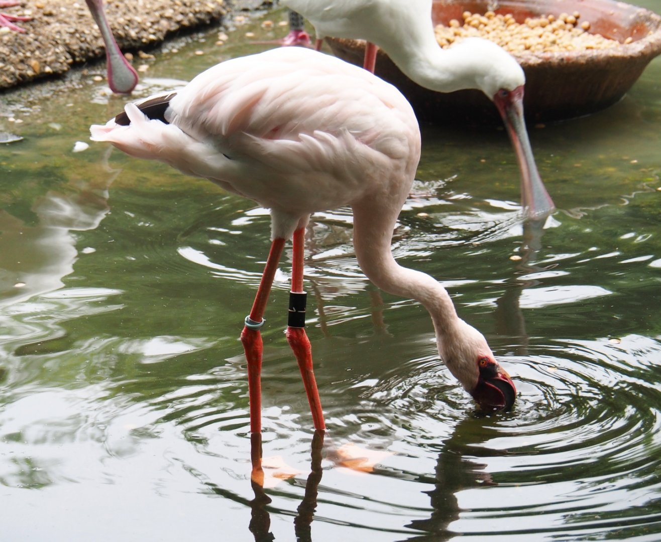 Lesser flamingo (Phoeniconaias minor), 2019-06-26