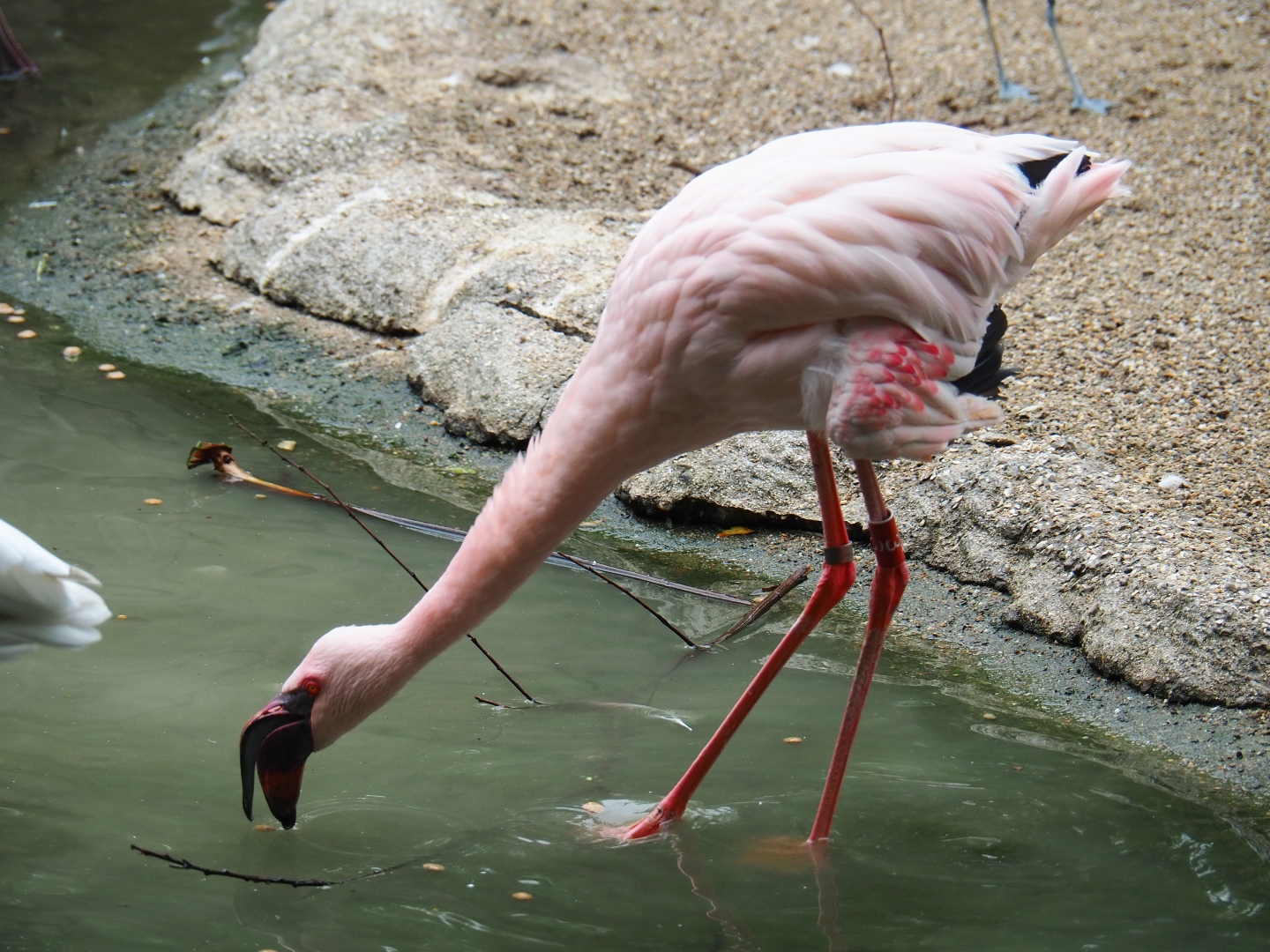 Lesser flamingo (Phoeniconaias minor), 2019-06-26
