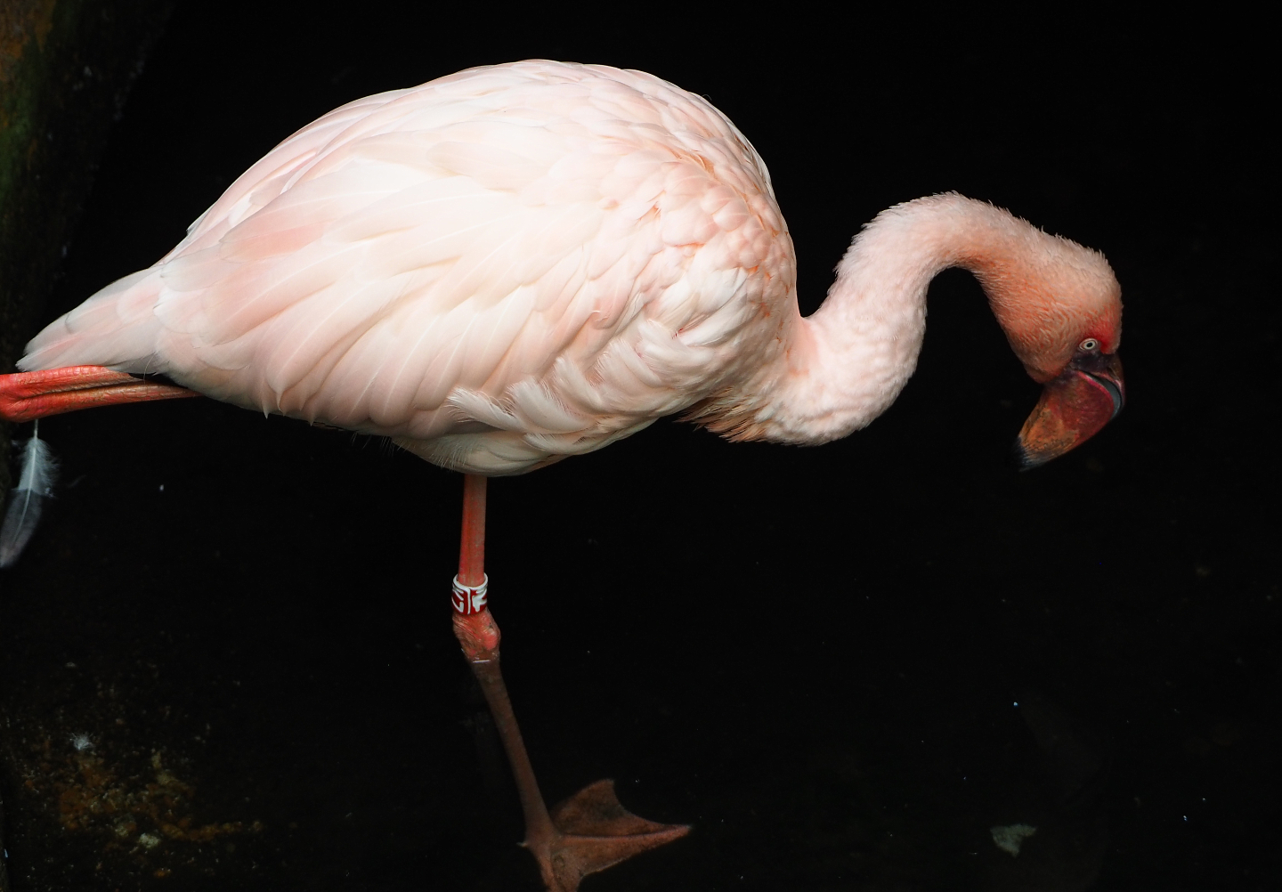 Lesser flamingo (Phoeniconaias minor), 2019-10-05