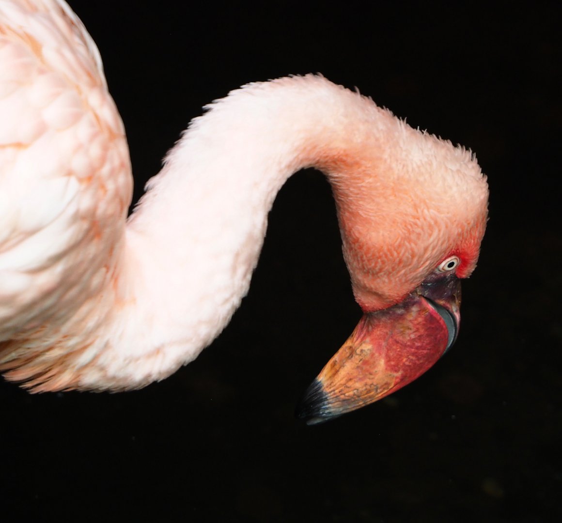 Lesser flamingo (Phoeniconaias minor), 2019-10-05