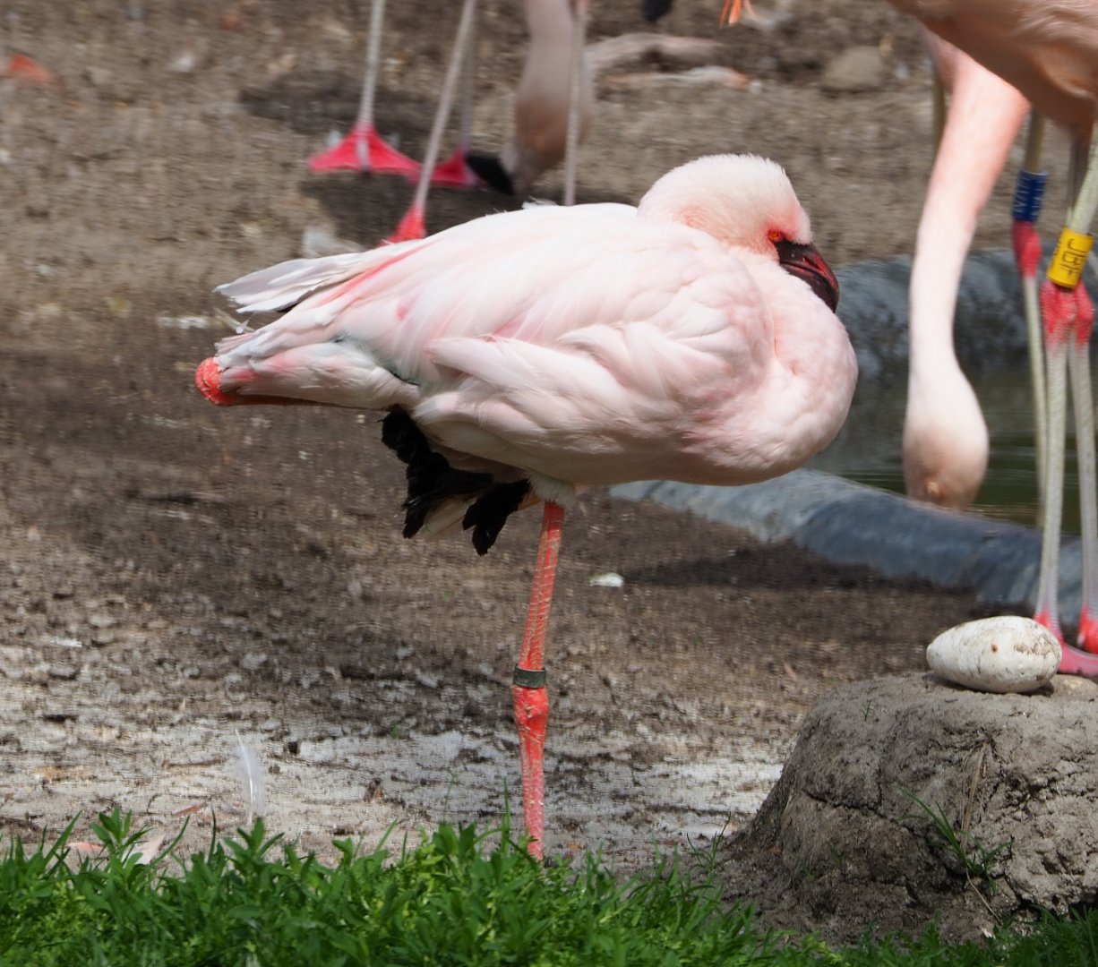 Lesser flamingo (Phoeniconaias minor), 2020-05-23