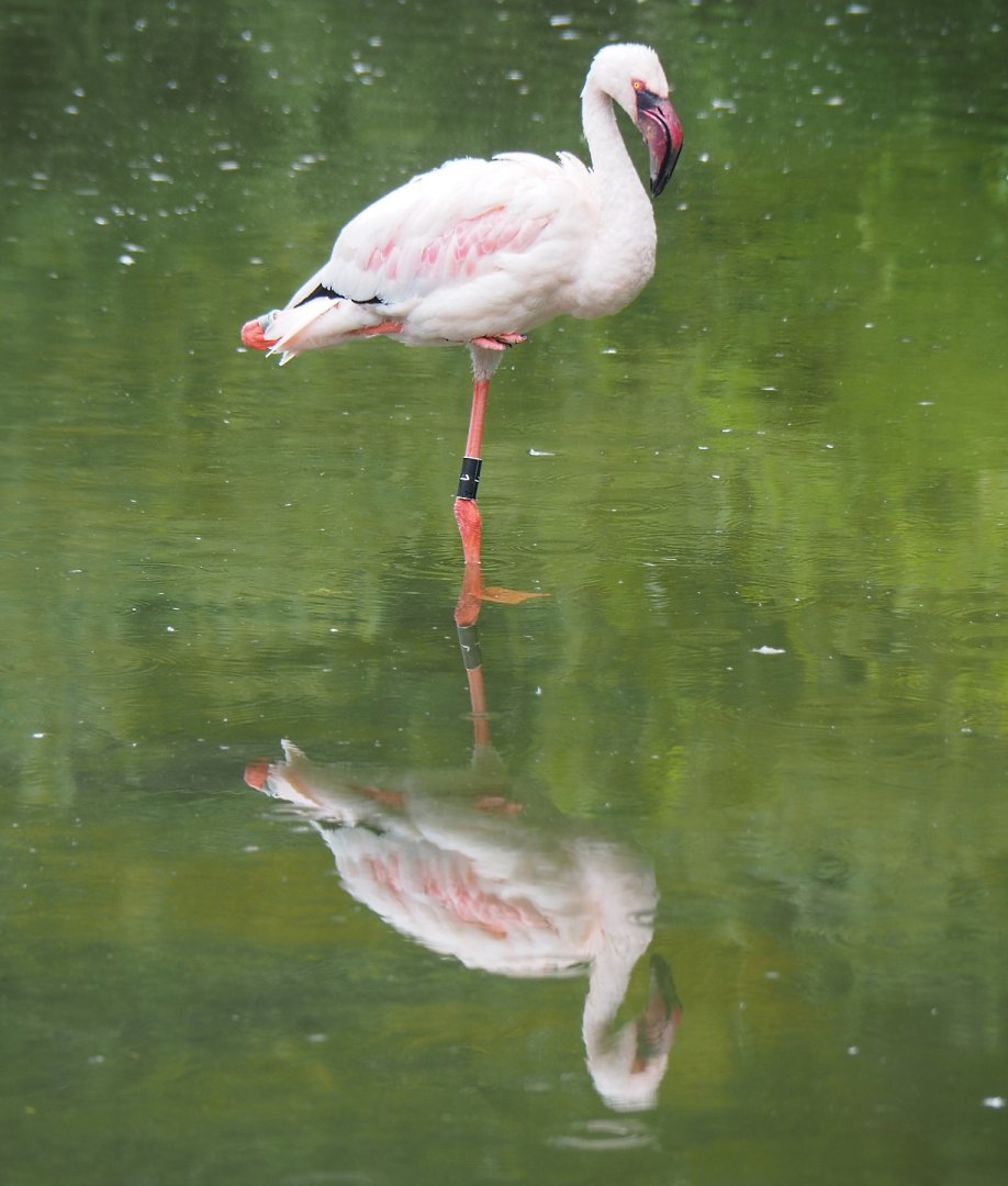 Lesser flamingo (Phoeniconaias minor), 2020-07-14