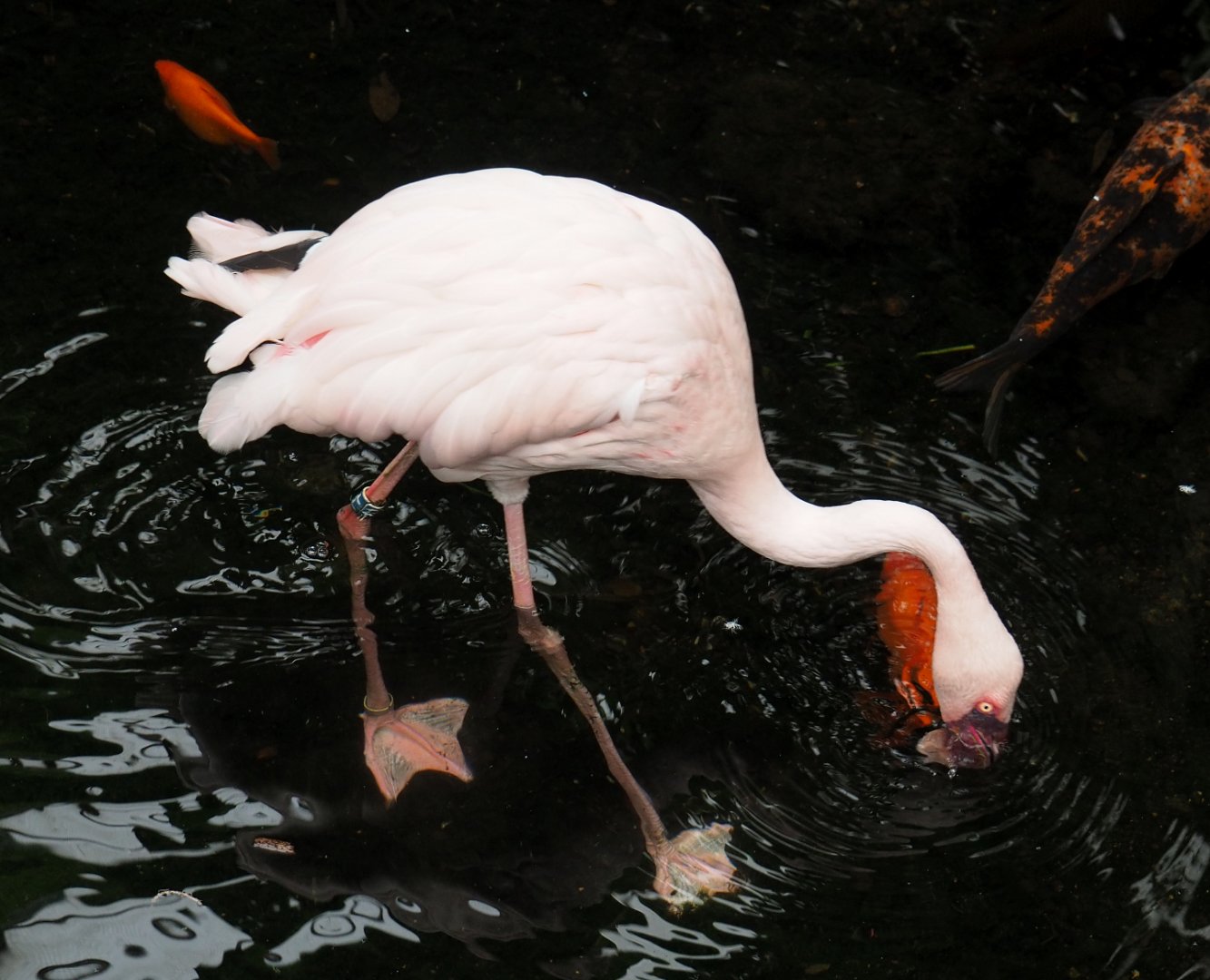 Lesser flamingo (Phoeniconaias minor ), 2020-09-03
