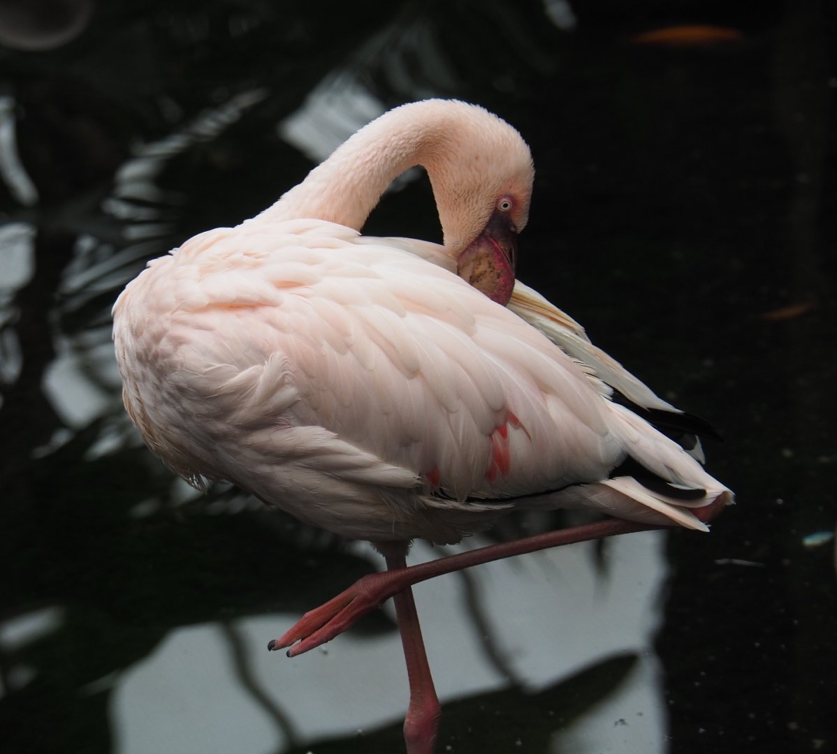 Lesser flamingo (Phoeniconaias minor ), 2020-09-03