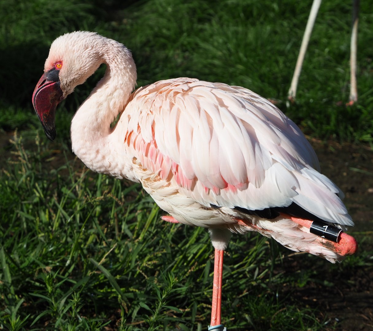 Lesser flamingo (Phoeniconaias minor), 2020-10-10