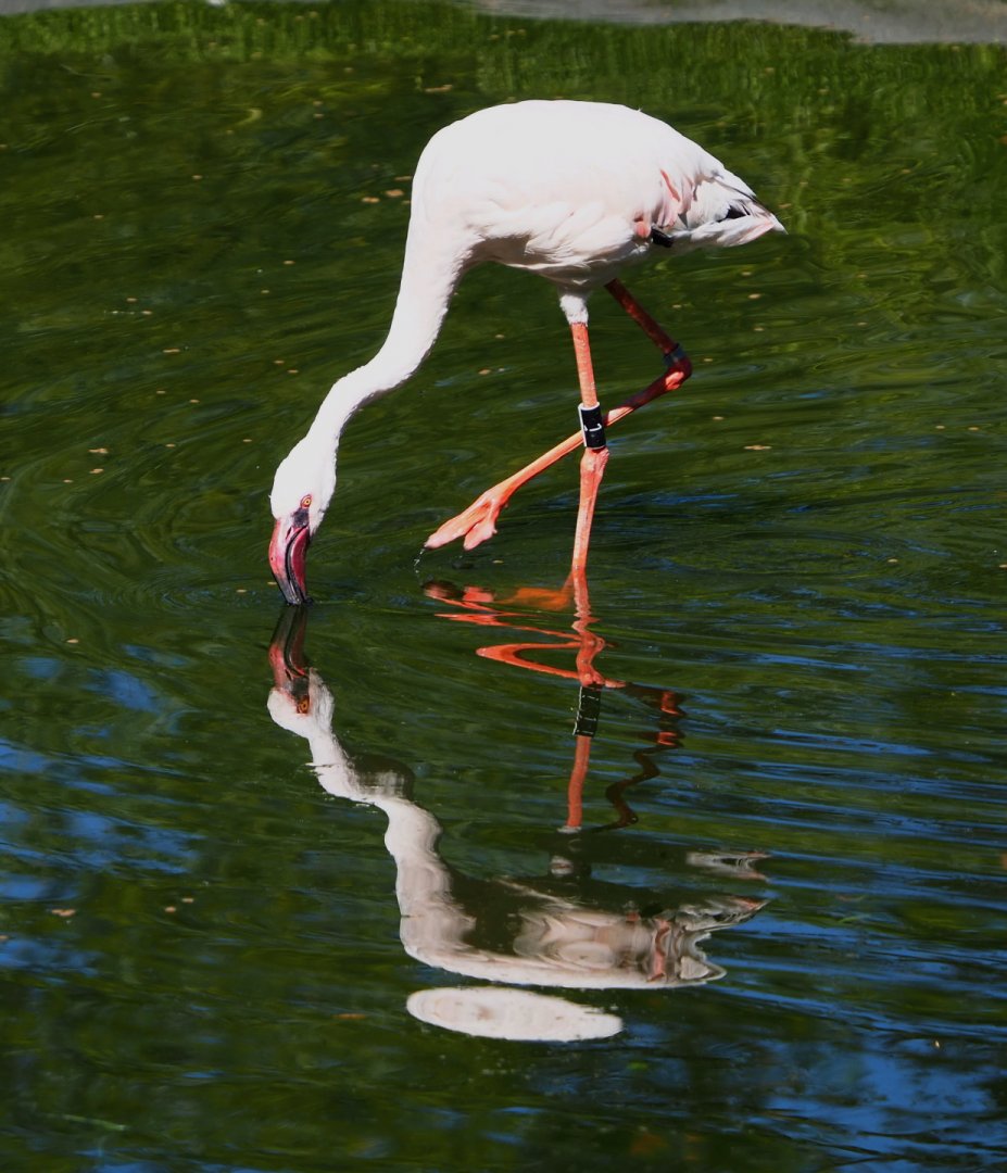 Lesser flamingo (Phoeniconaias minor), 2021-06-01