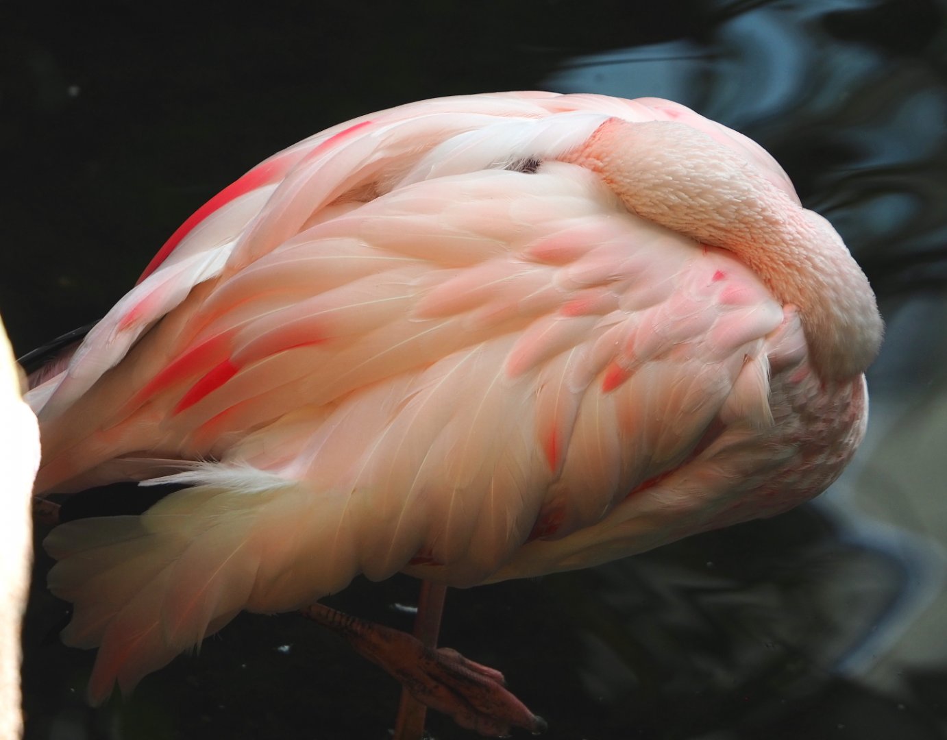 Lesser flamingo (Phoeniconaias minor), 2021-09-03