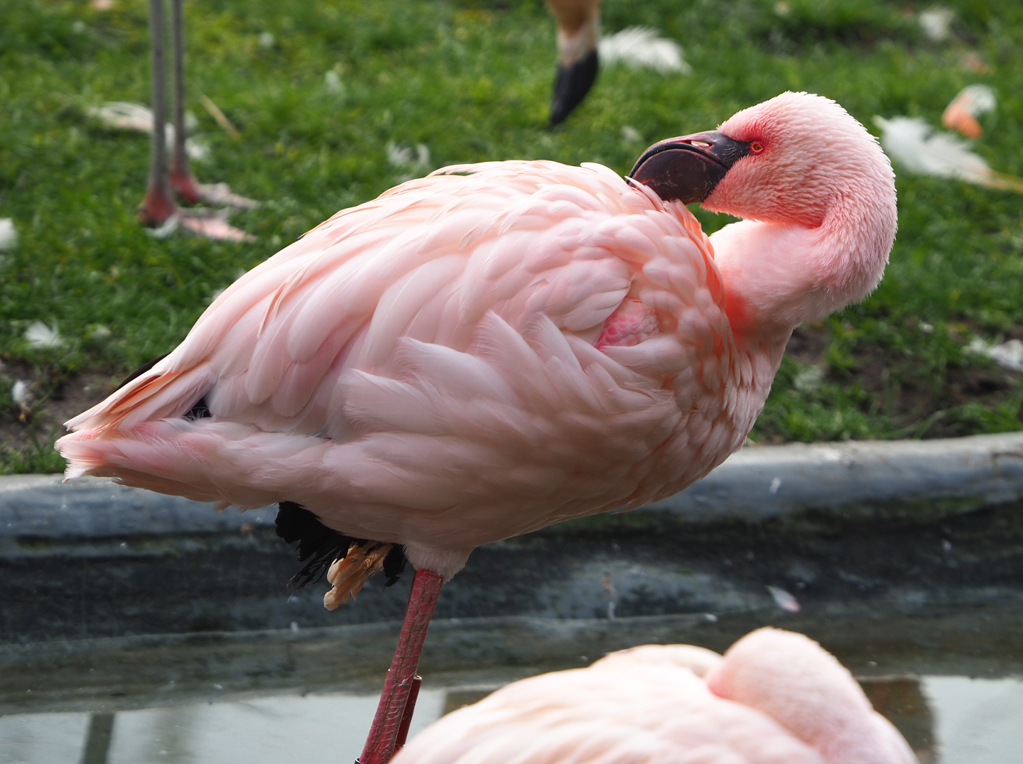 Lesser flamingo (Phoeniconaias minor), 2021-11-06