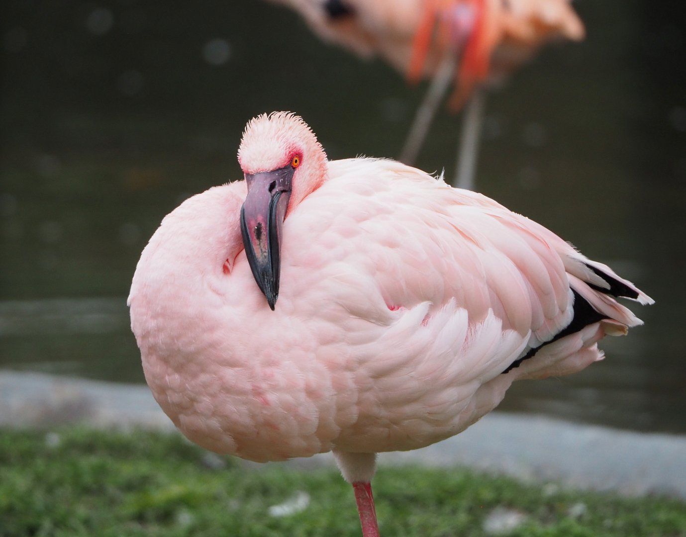 Lesser flamingo (Phoeniconaias minor), 2021-12-07