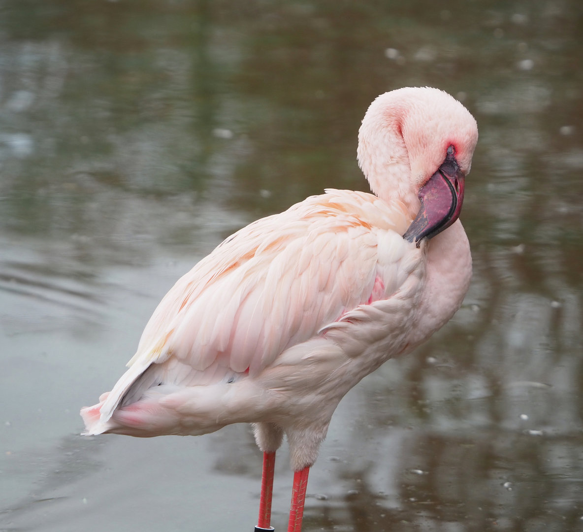 Lesser flamingo (Phoeniconaias minor), 2022-01-02