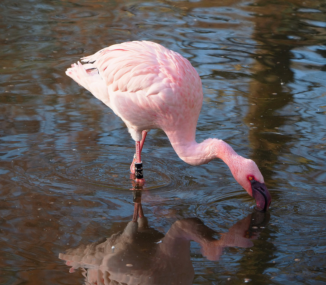 Lesser flamingo (Phoeniconaias minor), 2022-01-30