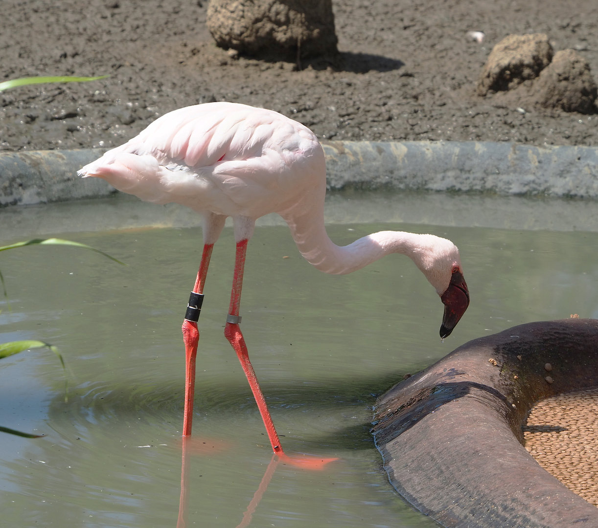 Lesser flamingo (Phoeniconaias minor), 2022-05-28