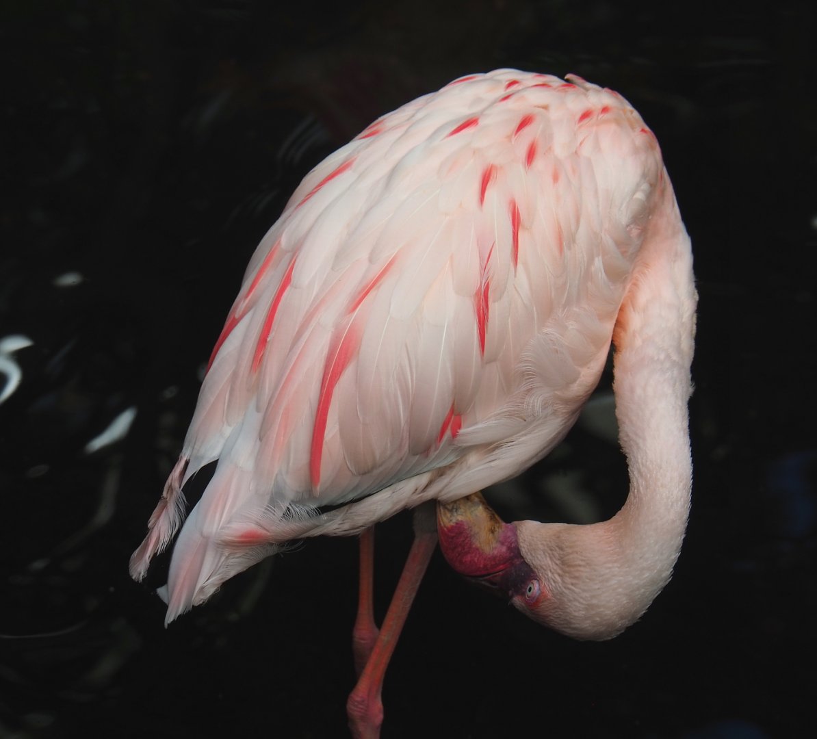 Lesser flamingo (Phoeniconaias minor), 2022-06-28