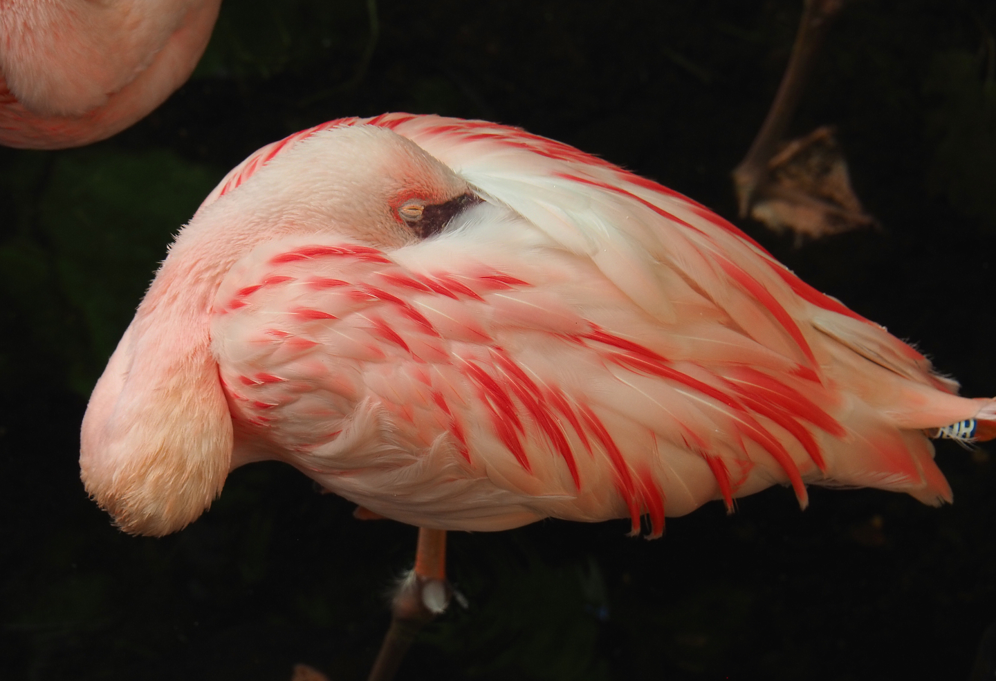 Lesser flamingo (Phoeniconaias minor), 2022-06-28