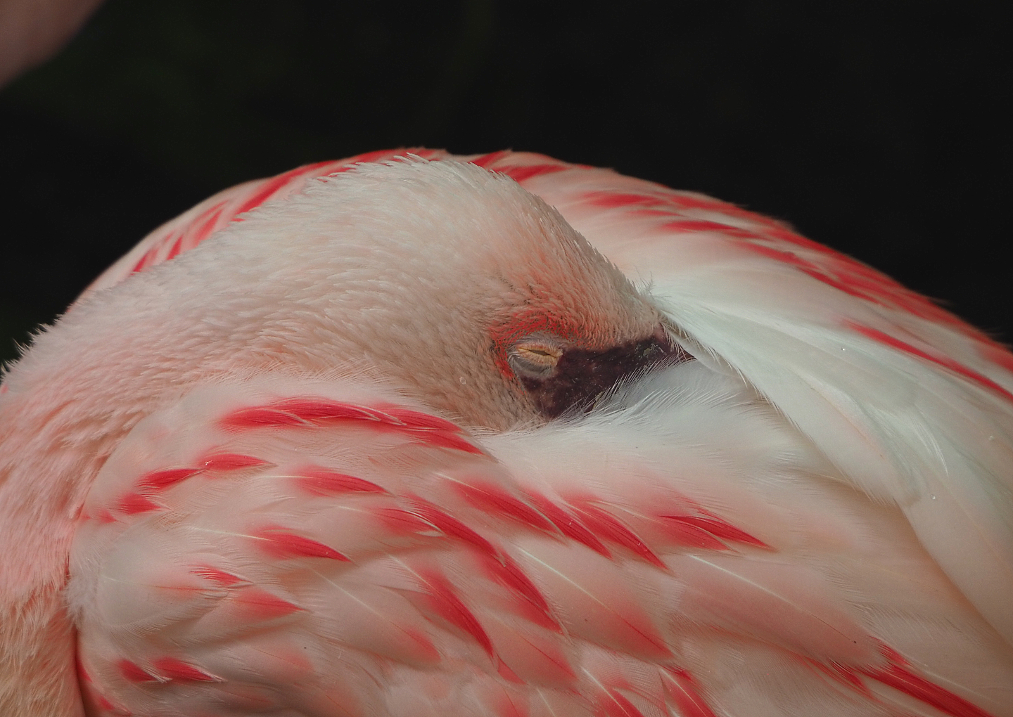 Lesser flamingo (Phoeniconaias minor), 2022-06-28