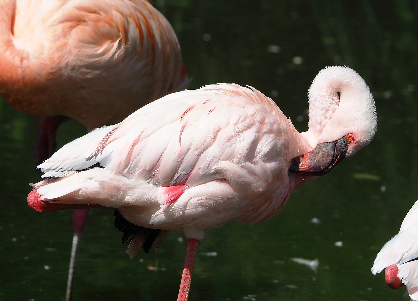 Lesser flamingo (Phoeniconaias minor), 2022-07-16