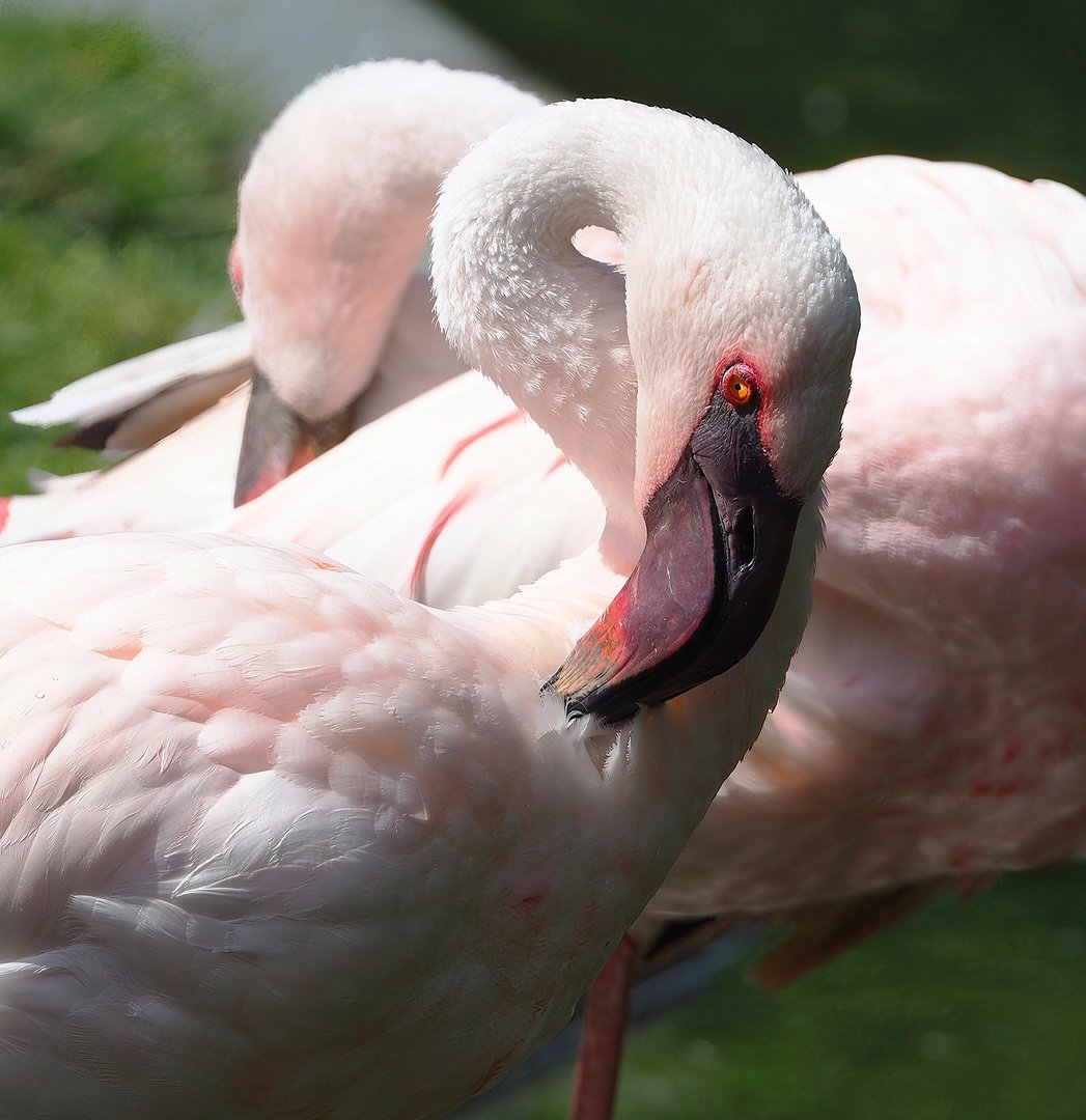 Lesser flamingo (Phoeniconaias minor), 2022-07-16