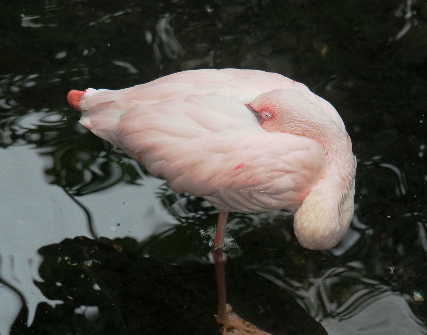 Lesser flamingo (Phoeniconaias minor), 2022-09-14