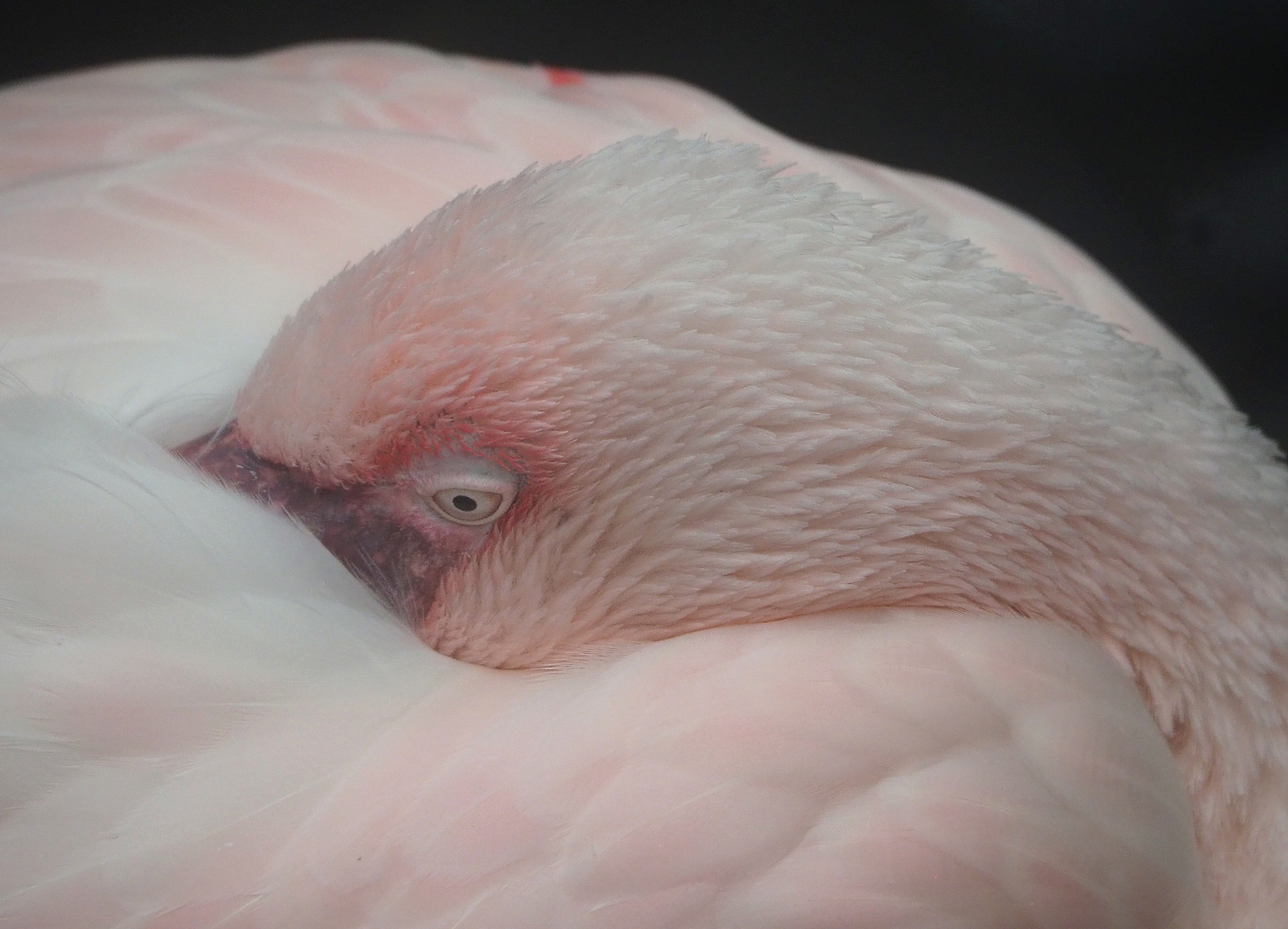 Lesser flamingo (Phoeniconaias minor), 2022-09-14
